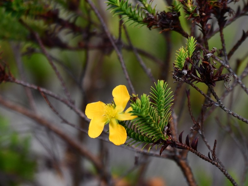 Hypericum magdalenicum photo 2
