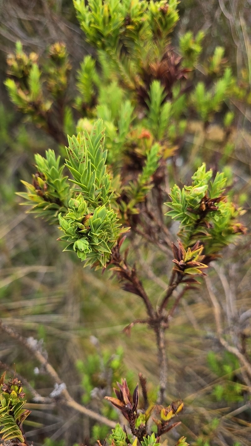 Hypericum magdalenicum photo 3