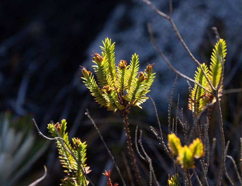Hypericum magdalenicum photo 4