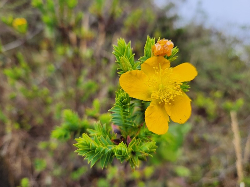 Hypericum magdalenicum photo 5