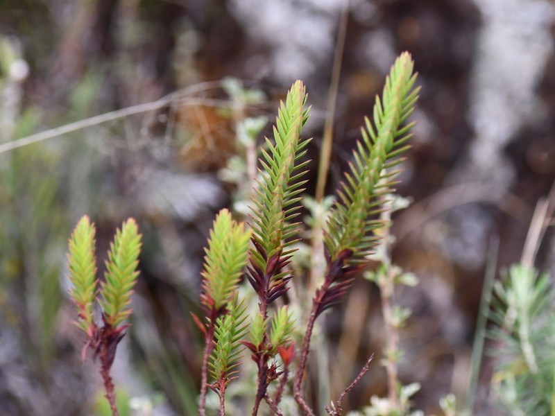 Hypericum magdalenicum photo 6