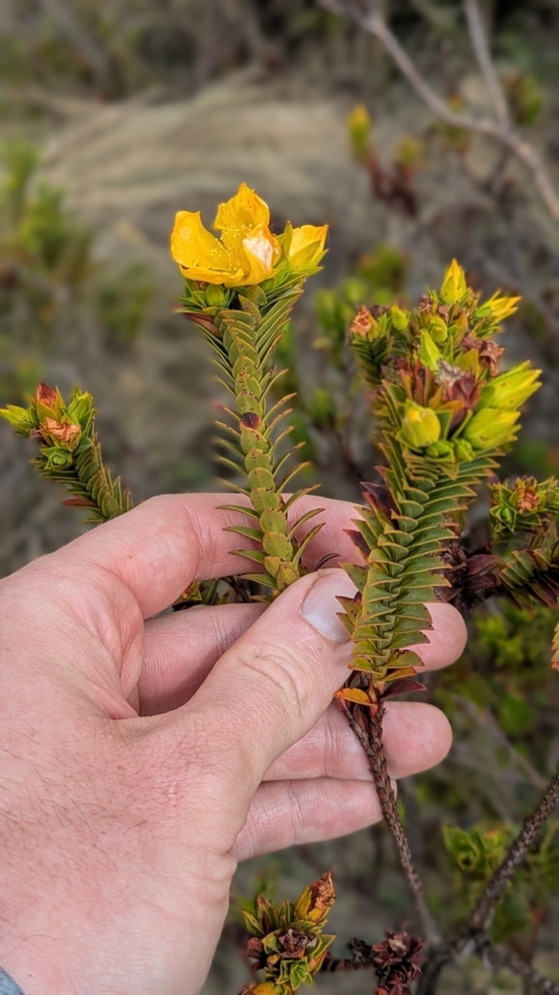 Hypericum magdalenicum photo 7