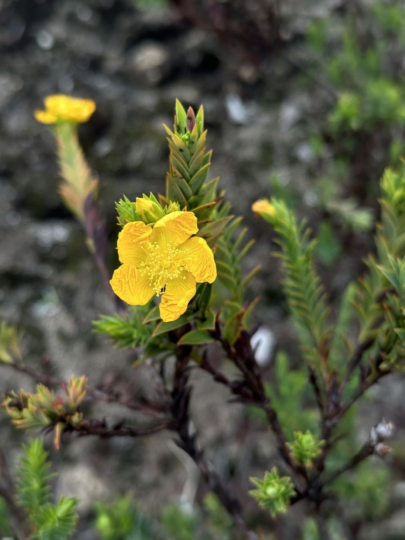 Hypericum magdalenicum photo 8