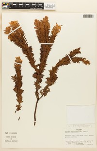 Hypericum magniflorum