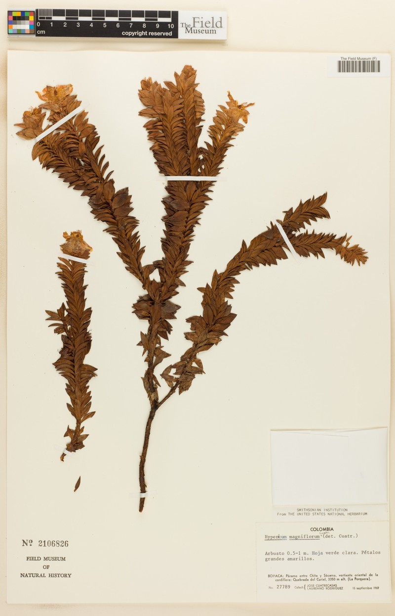 Hypericum magniflorum