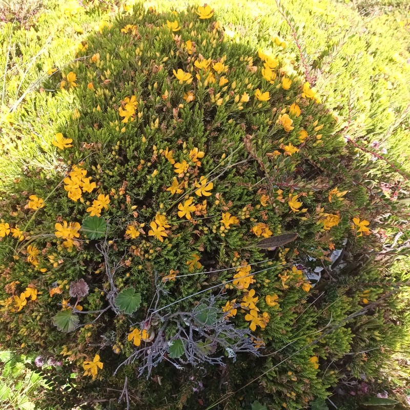 Hypericum maguirei