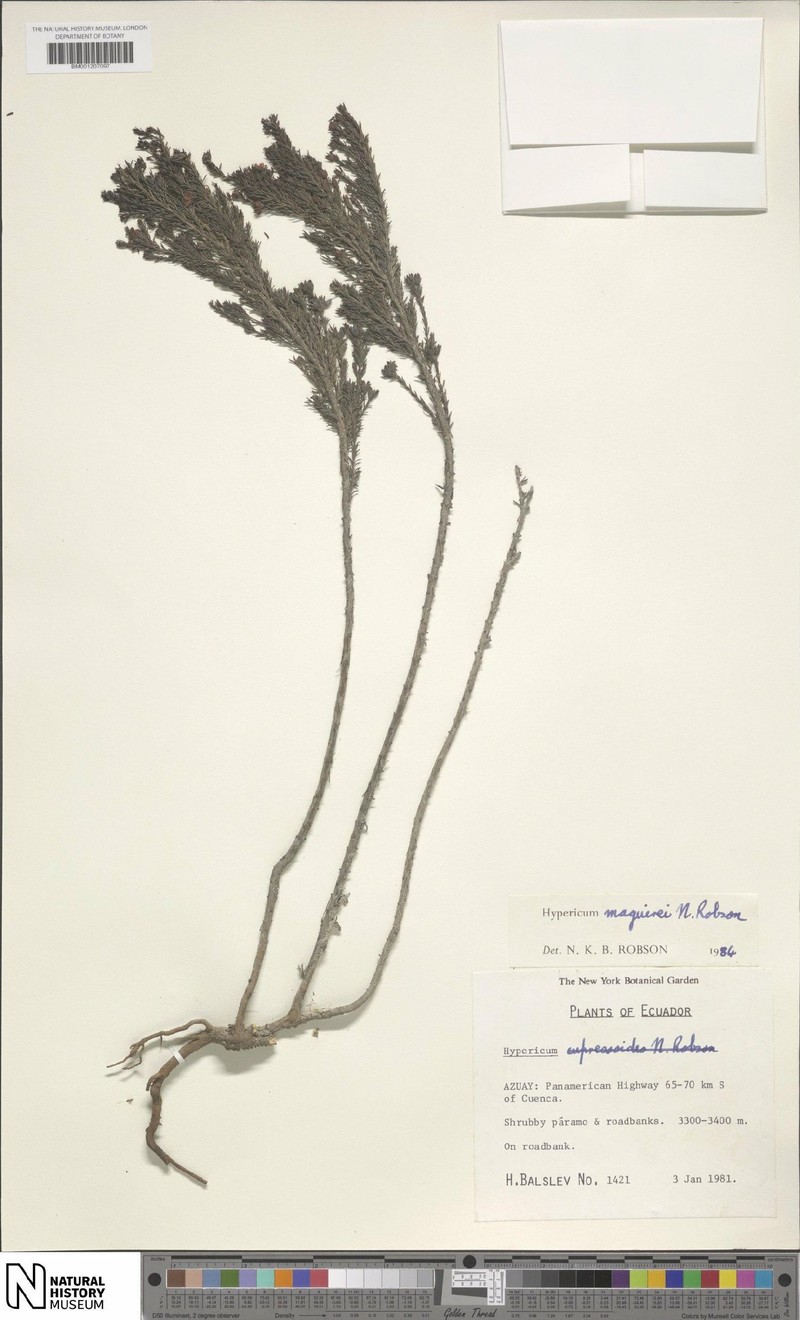 Hypericum maguirei photo 2