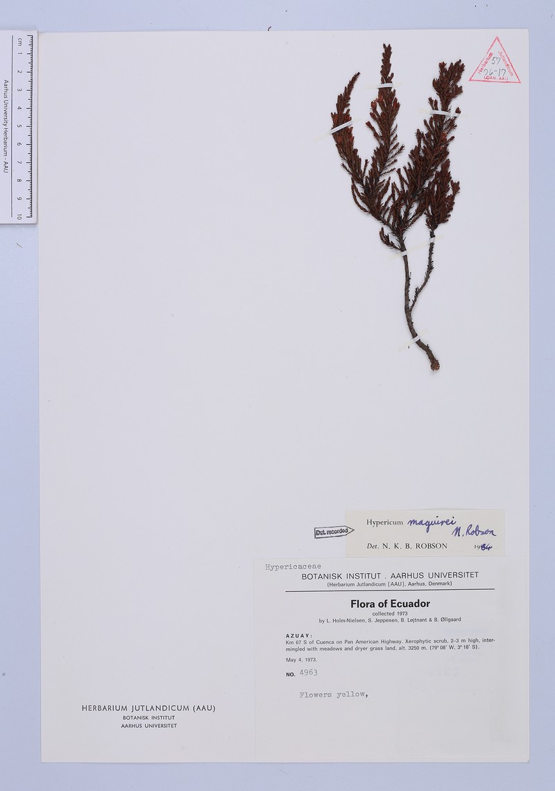 Hypericum maguirei photo 3