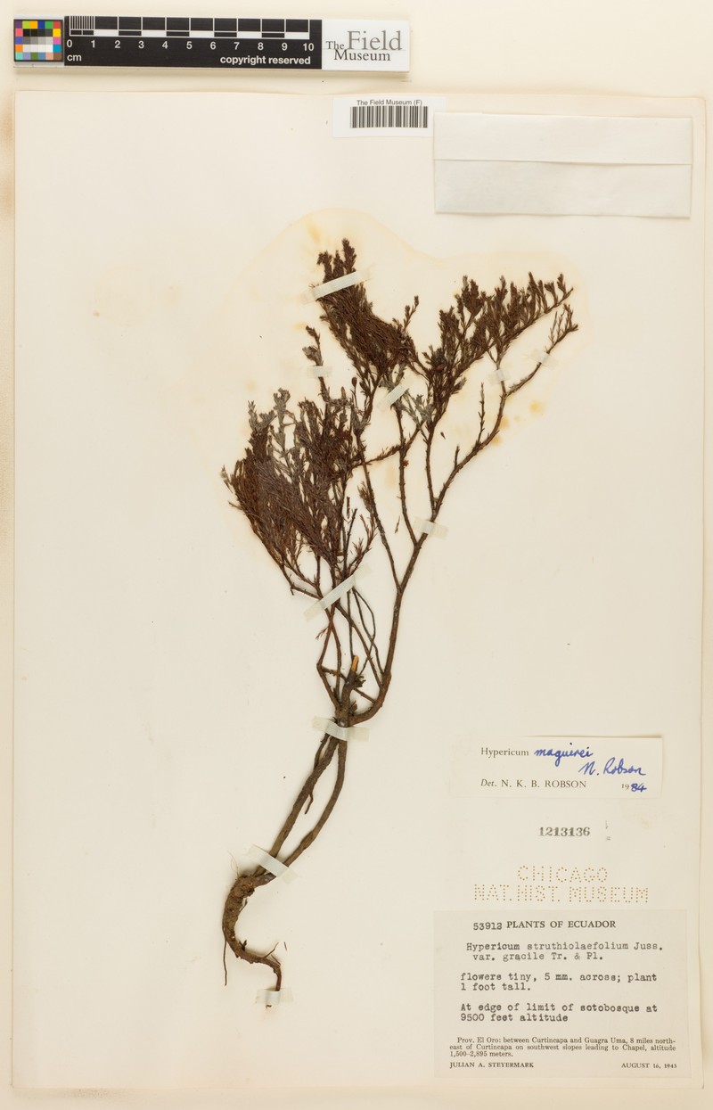 Hypericum maguirei photo 4