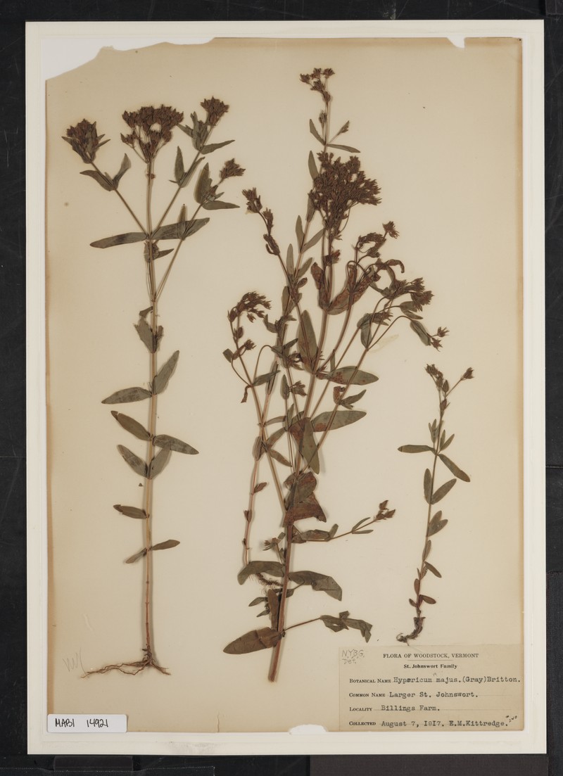 Large St. Johnswort photo 3