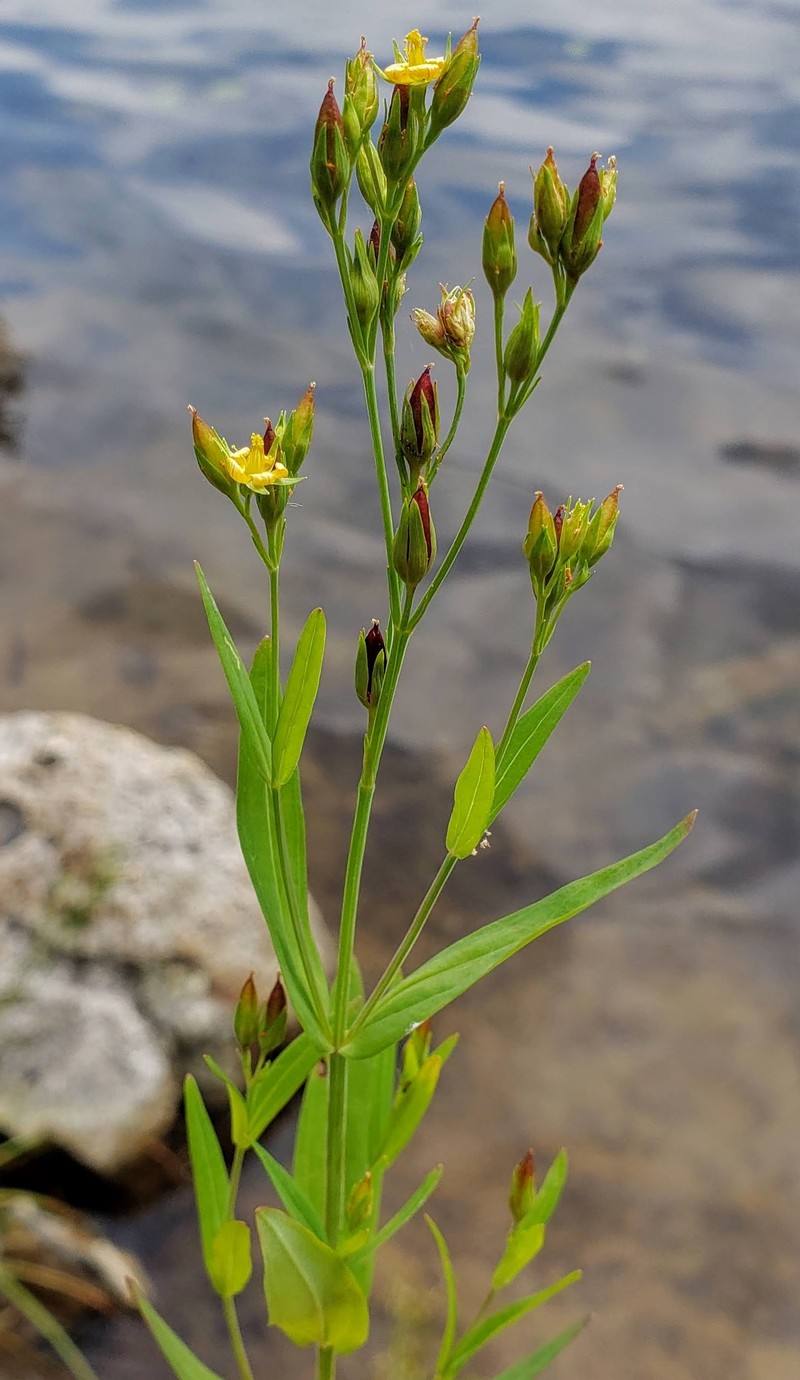 Large St. Johnswort