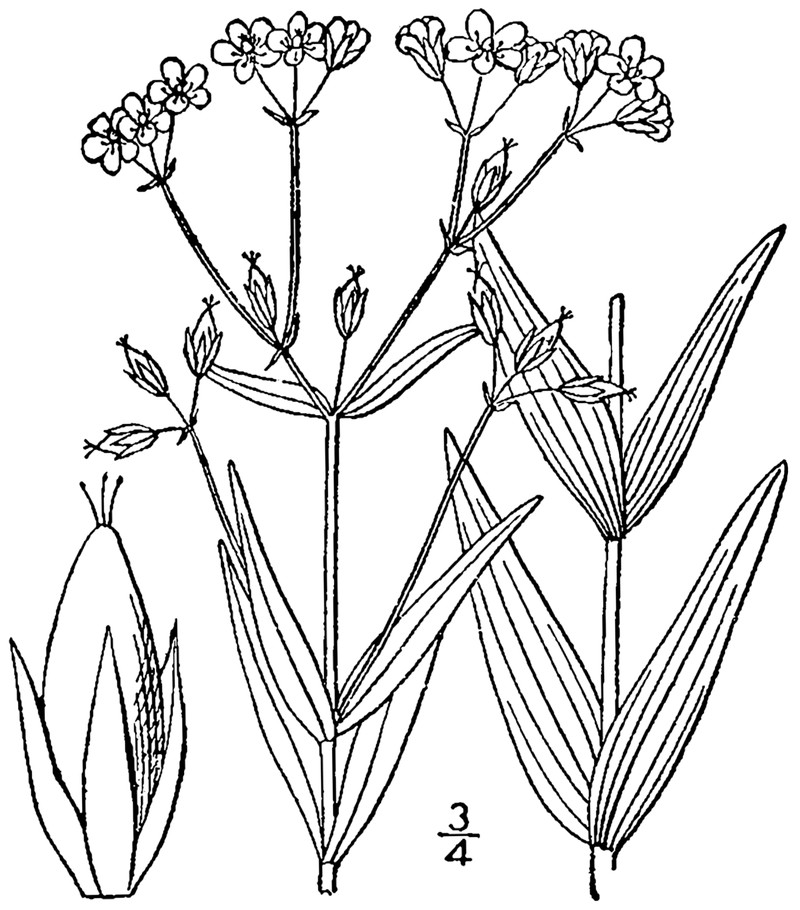 Large St. Johnswort photo 4