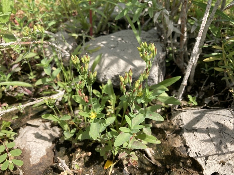 Large St. Johnswort