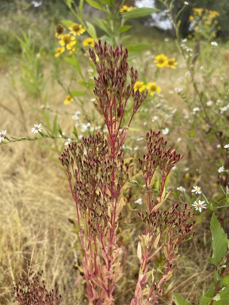 Large St. Johnswort photo 2