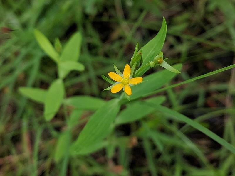 Large St. Johnswort photo 3