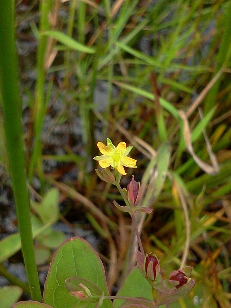 Large St. Johnswort photo 4