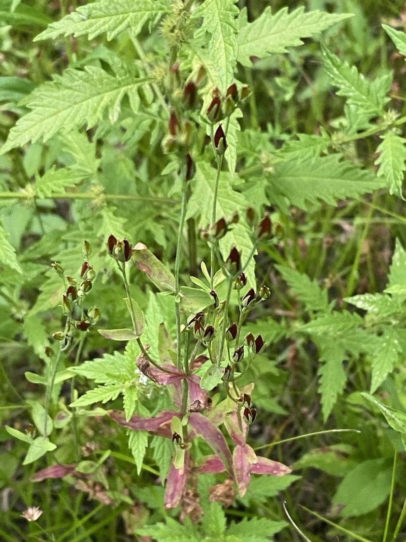 Large St. Johnswort photo 5
