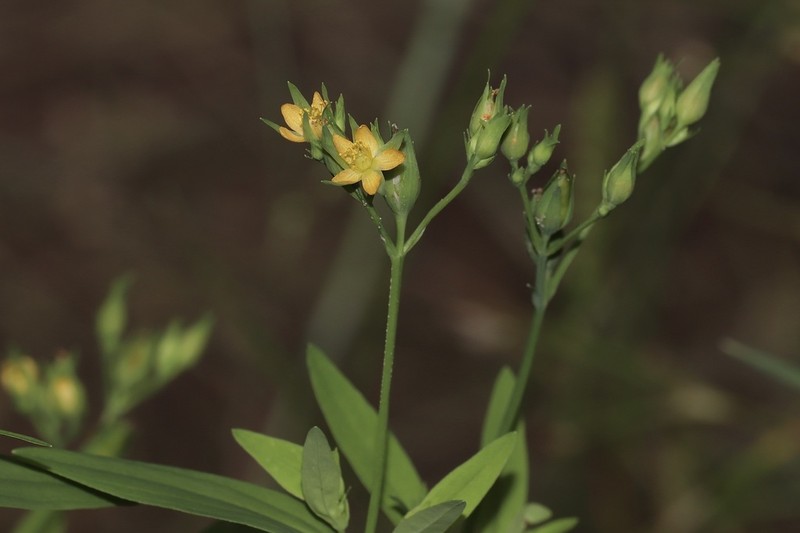 Large St. Johnswort photo 6