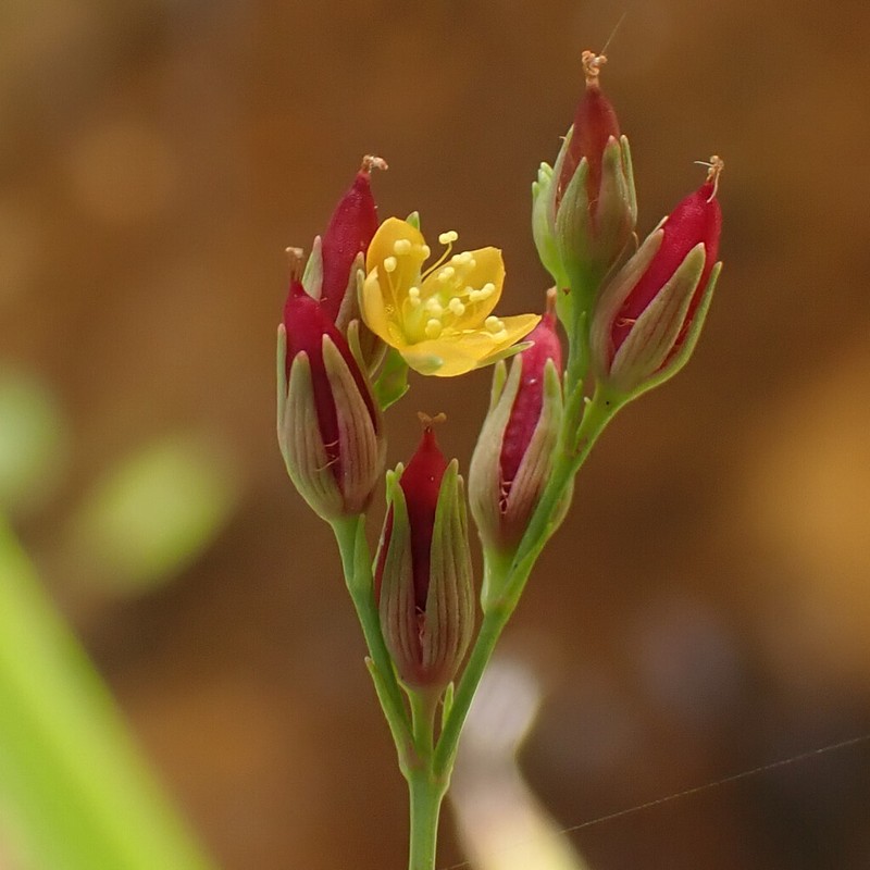 Large St. Johnswort photo 7