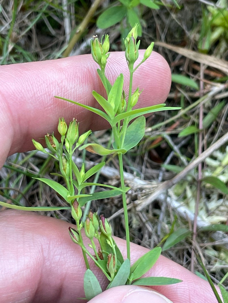 Large St. Johnswort photo 8