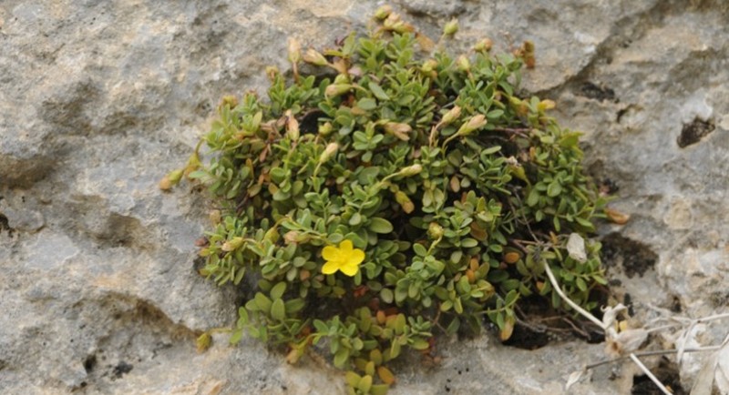 Hypericum malatyanum