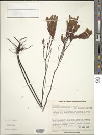 Hypericum marahuacanum