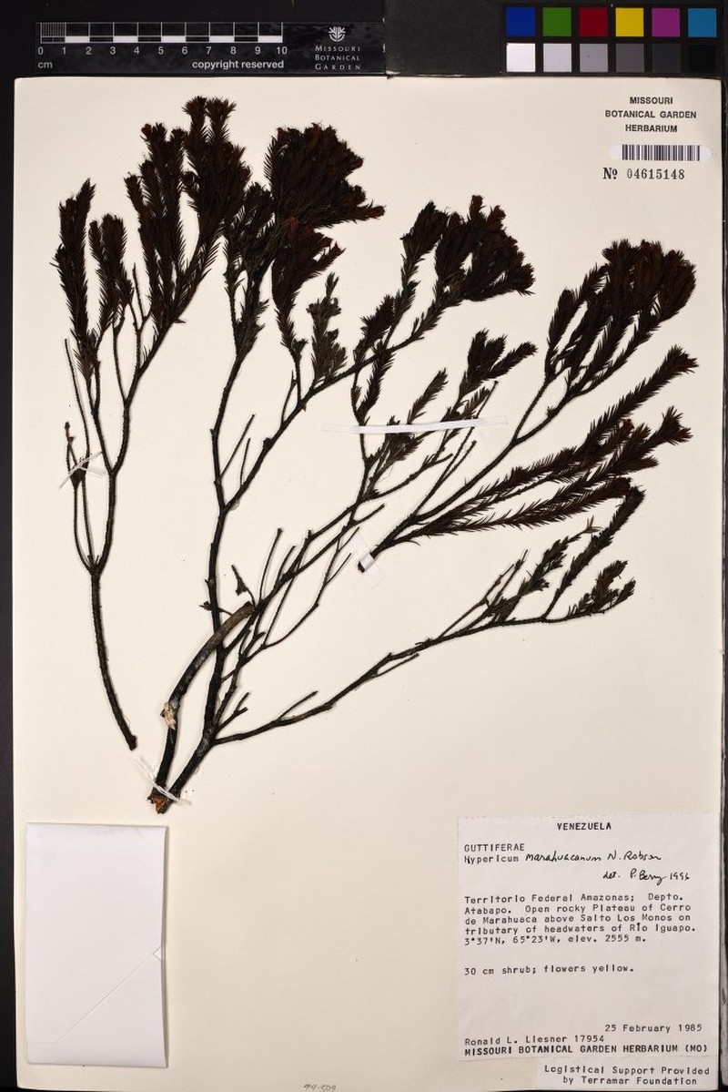 Hypericum marahuacanum photo 2