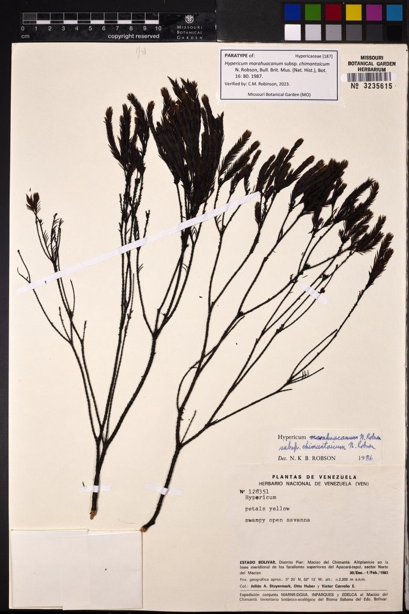 Hypericum marahuacanum photo 3
