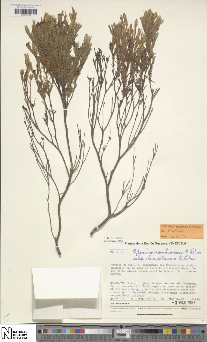 Hypericum marahuacanum subsp. chimantaicum