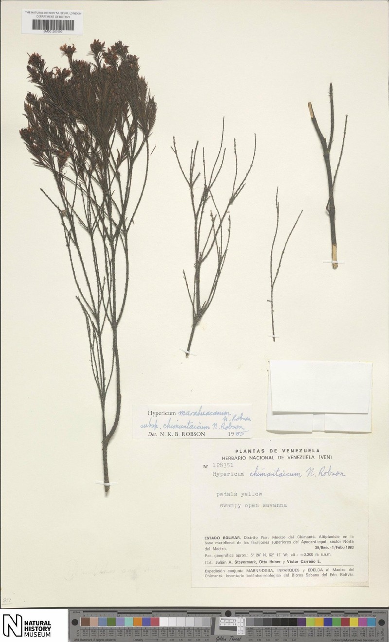 Hypericum marahuacanum subsp. chimantaicum photo 2