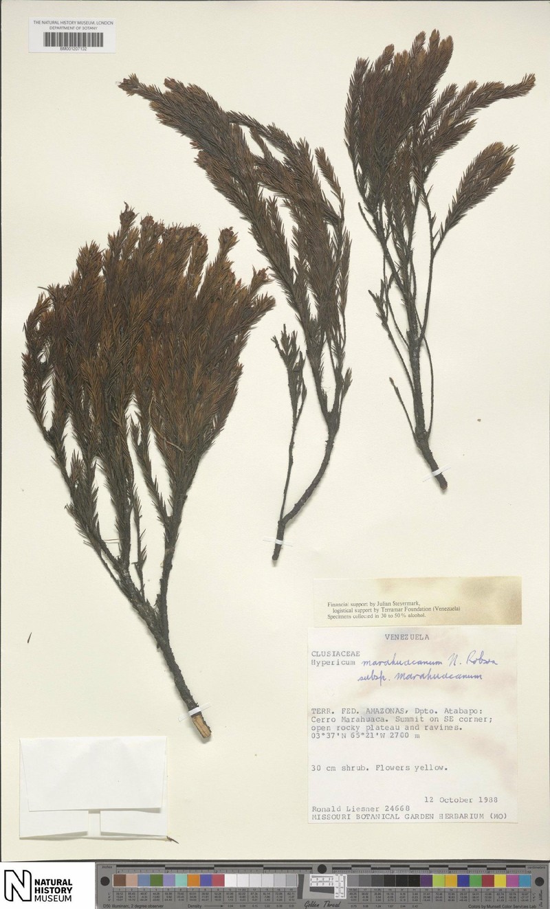 Hypericum marahuacanum subsp. marahuacanum