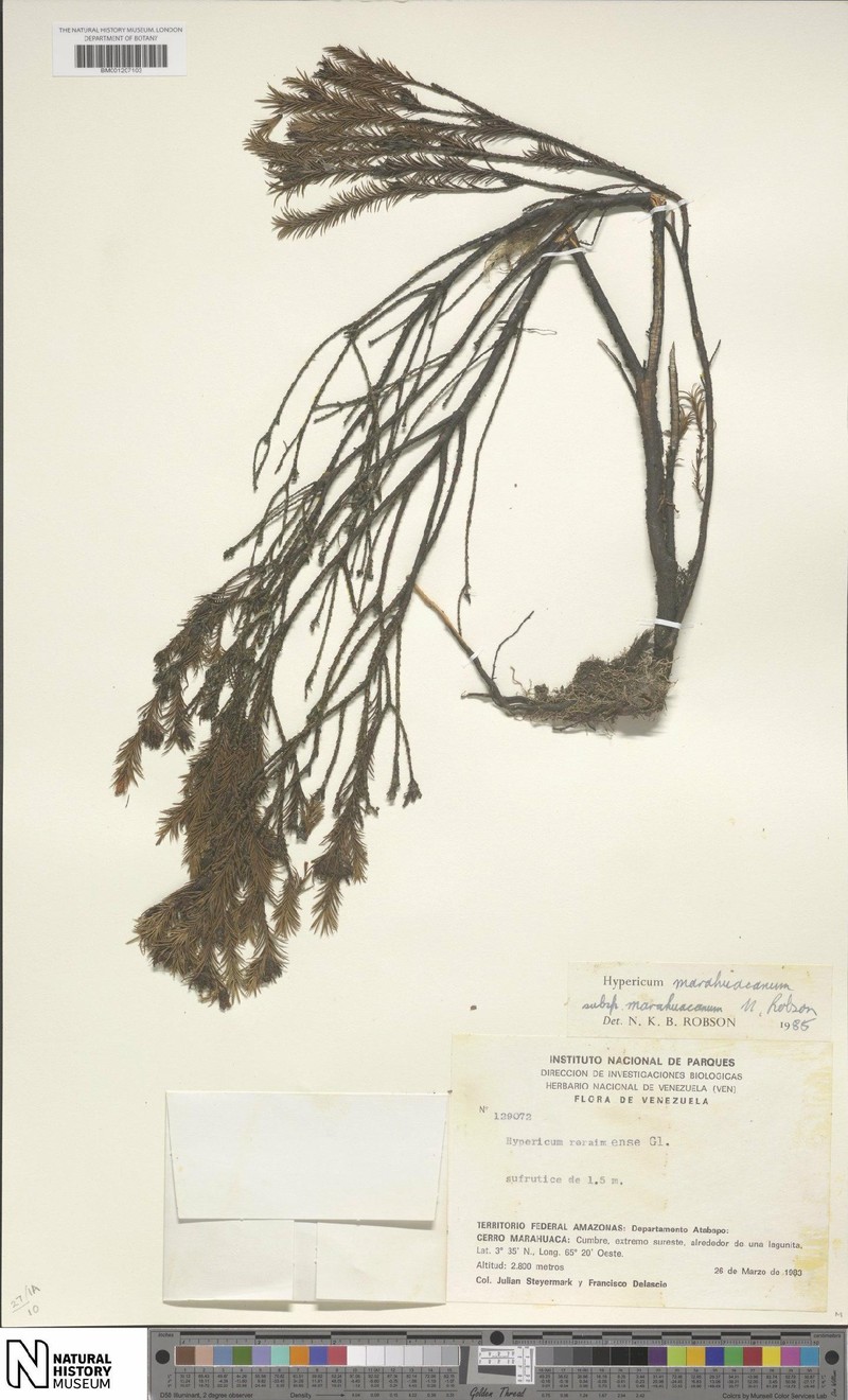 Hypericum marahuacanum subsp. marahuacanum photo 2