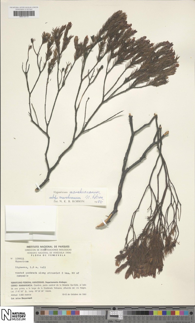 Hypericum marahuacanum subsp. marahuacanum photo 3