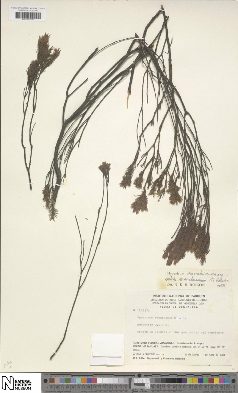 Hypericum marahuacanum subsp. marahuacanum photo 4
