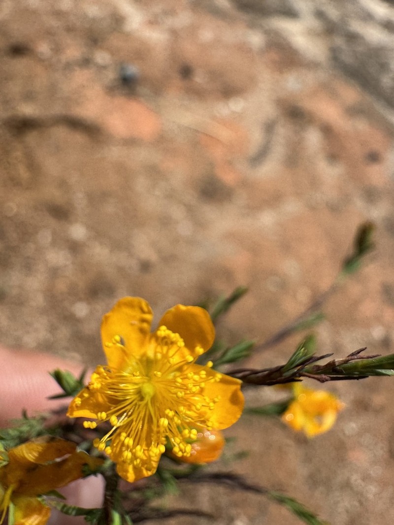 Hypericum martense