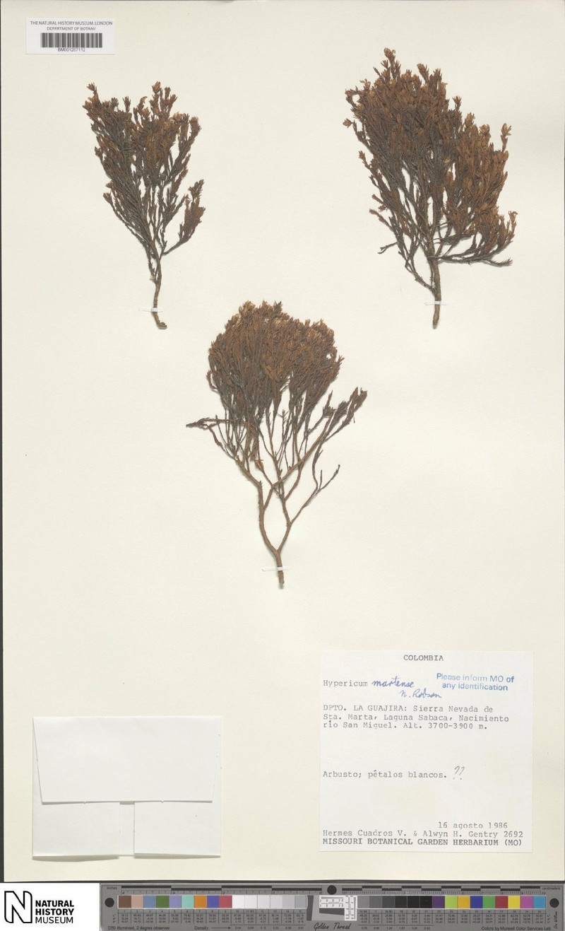 Hypericum martense photo 4