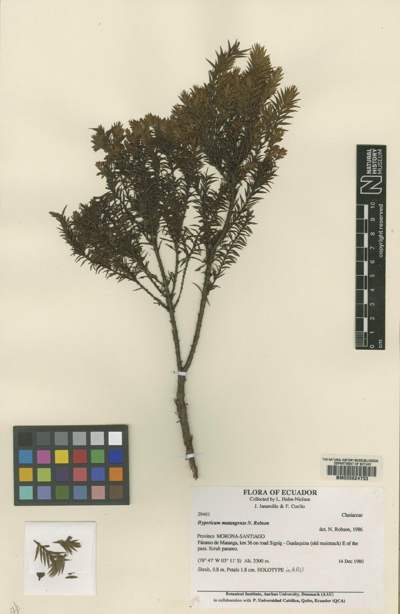 Hypericum matangense