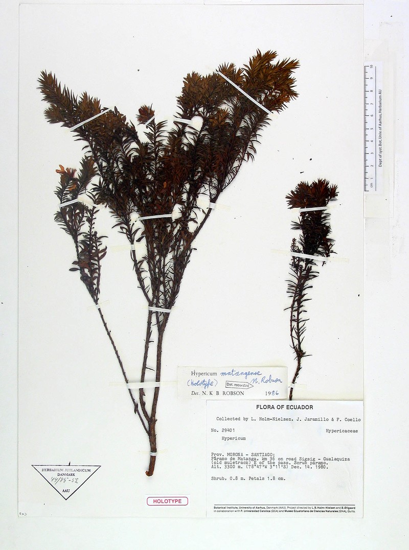 Hypericum matangense photo 2