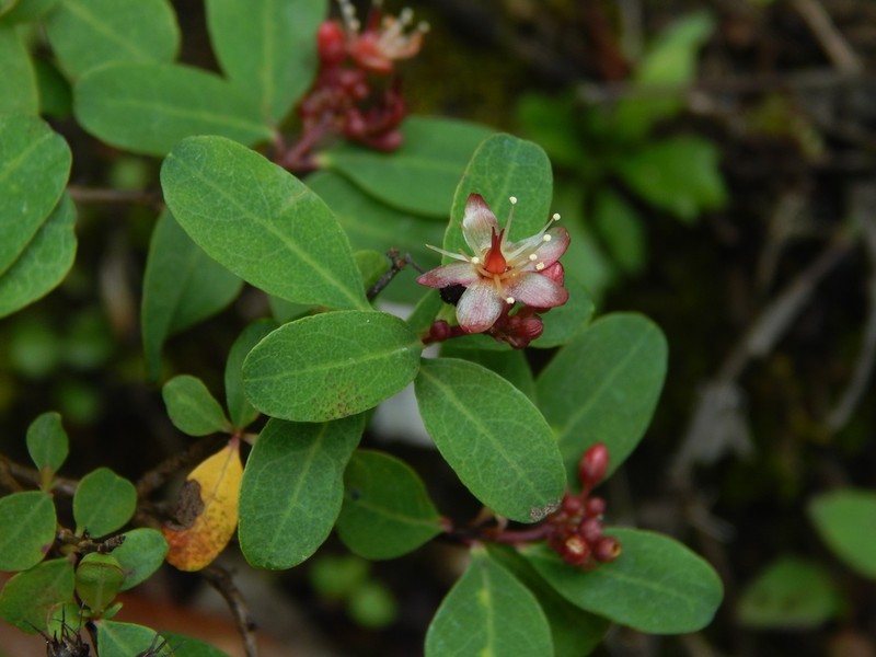 Hypericum matudae