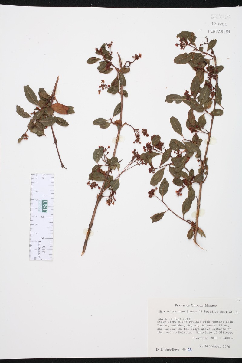 Hypericum matudae photo 2