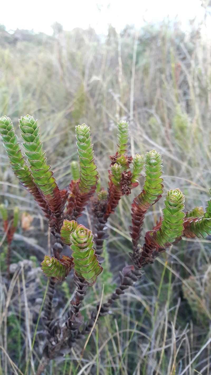 Hypericum mexicanum