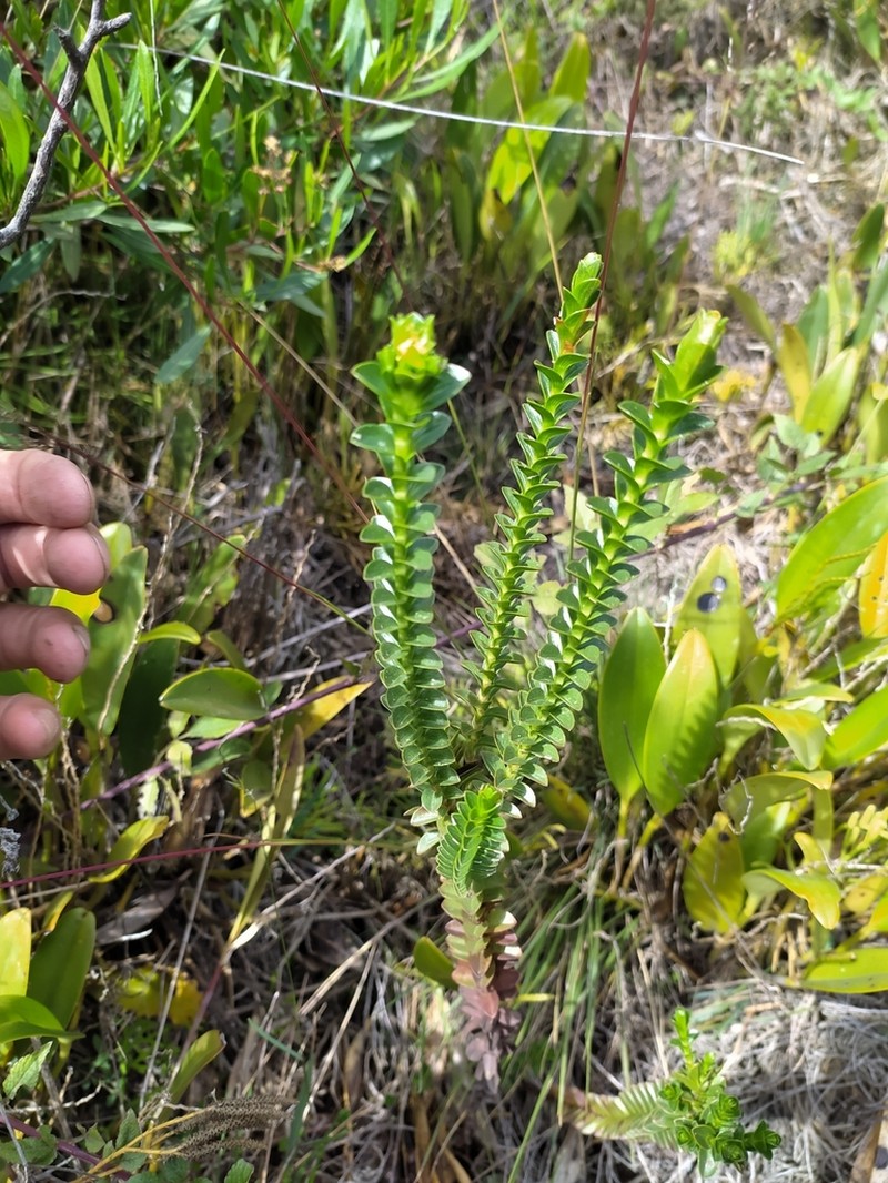 Hypericum mexicanum photo 2