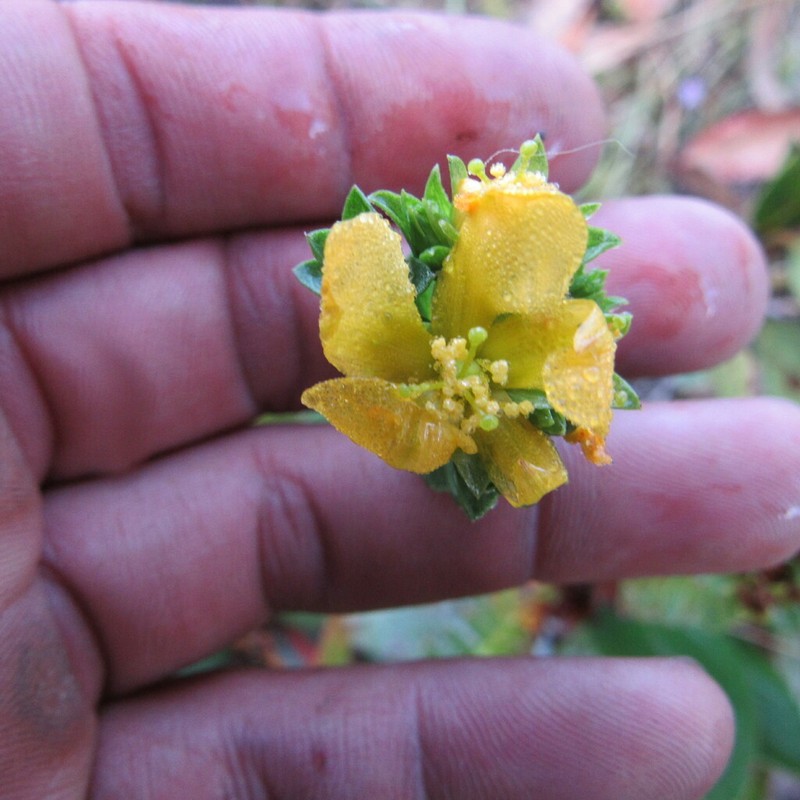 Hypericum mexicanum photo 3