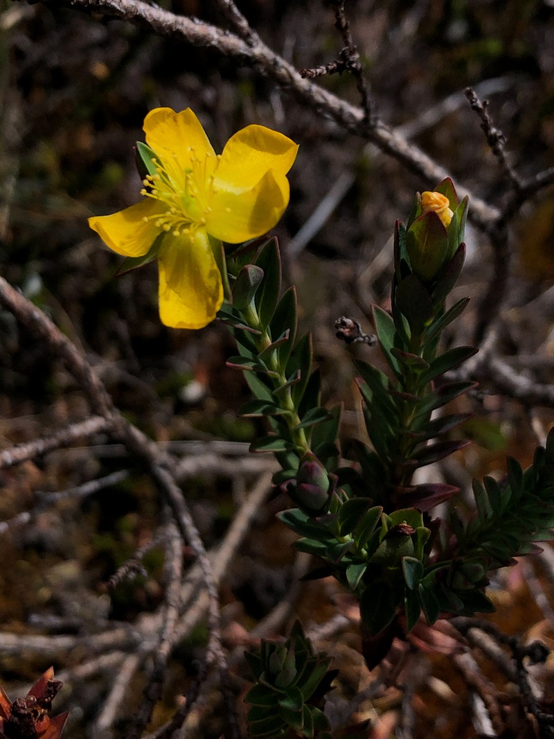 Hypericum mexicanum photo 4