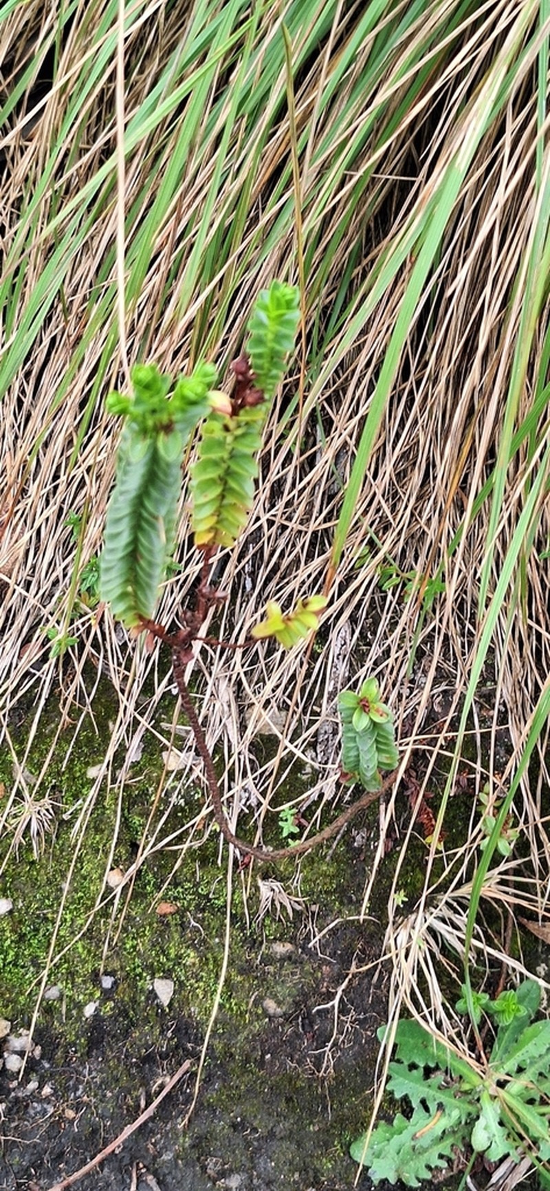 Hypericum mexicanum photo 5
