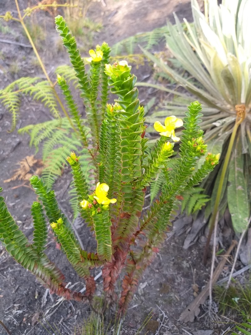 Hypericum mexicanum photo 6
