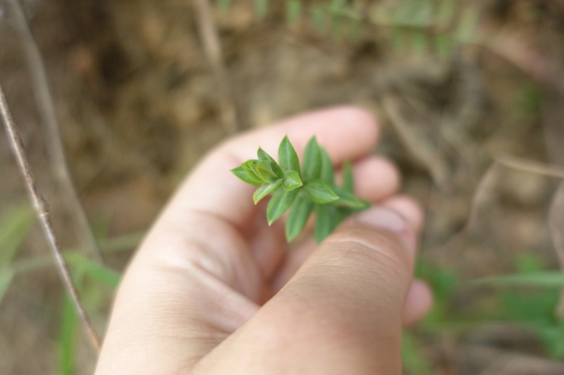 Hypericum mexicanum photo 8