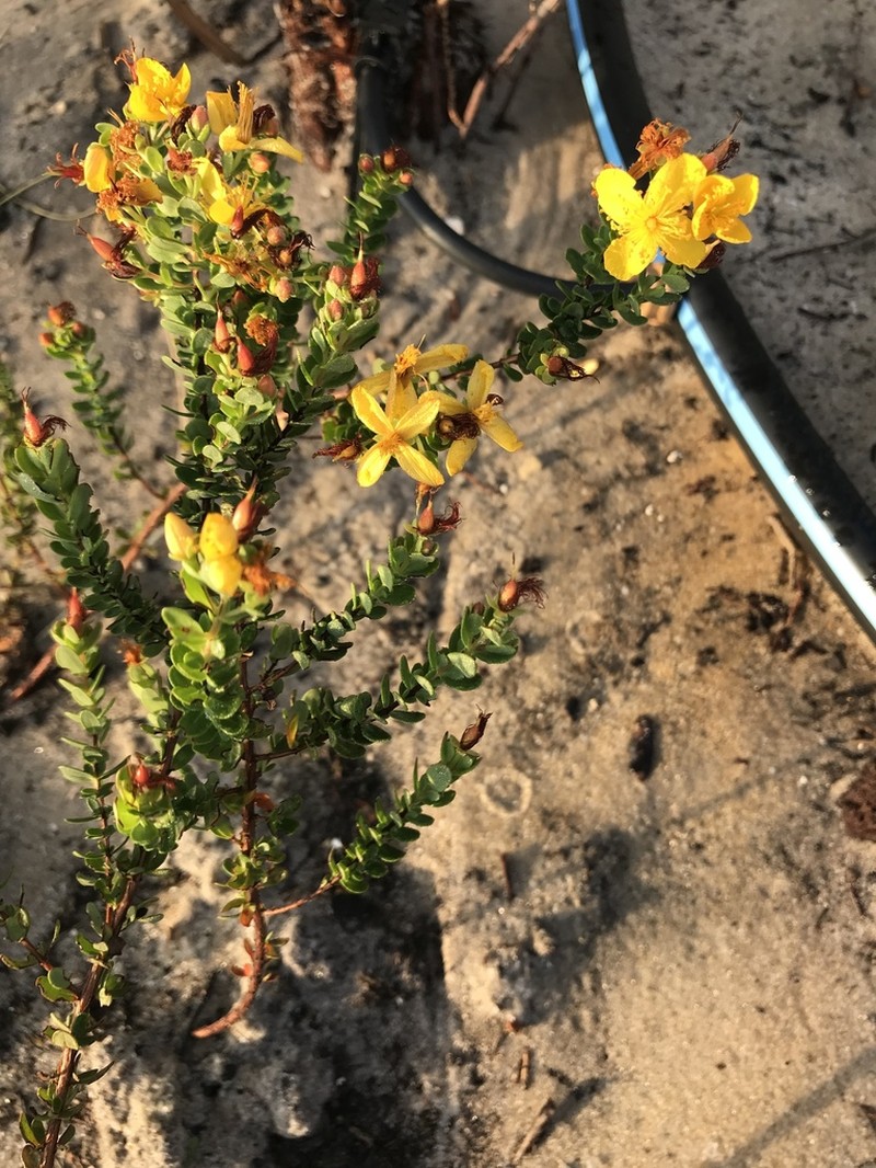 Flatwoods St. Johnswort