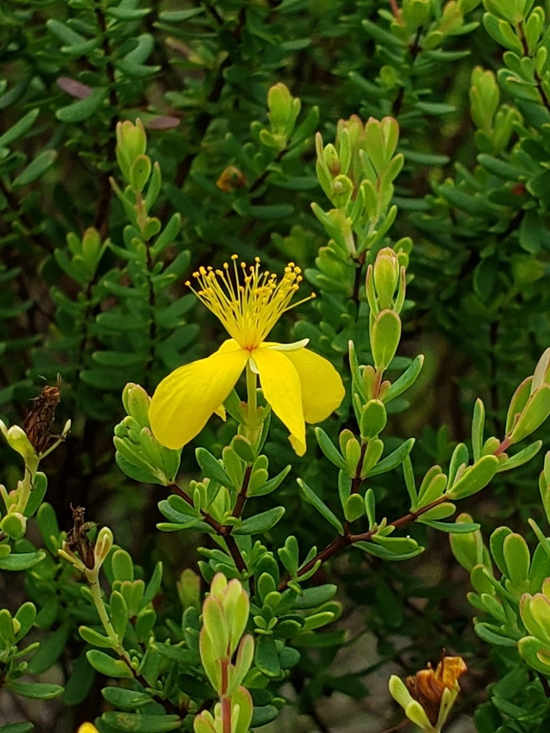 Flatwoods St. Johnswort photo 2