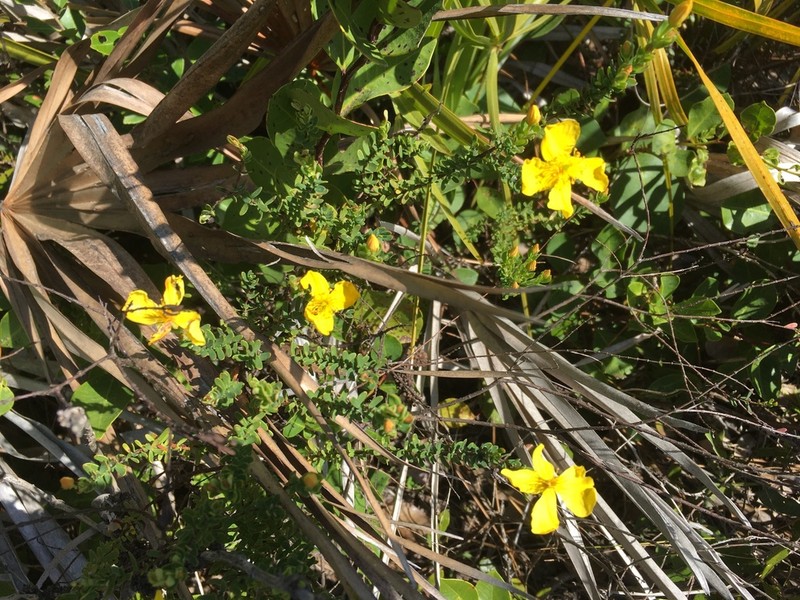 Flatwoods St. Johnswort photo 3
